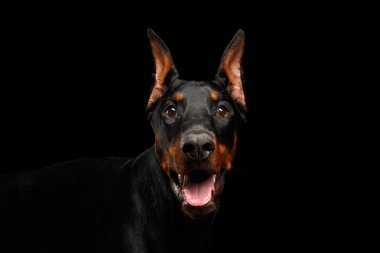 Closeup Doberman Pinscher köpek arıyorum fotoğraf izole siyah