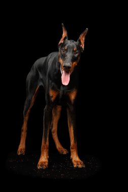 Doberman Pinscher köpek duran ve arıyorsunuz, fotoğraf izole siyah