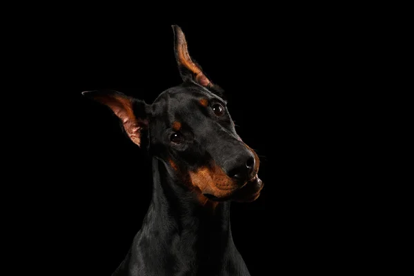 Primer plano Doberman Pinscher perro curioso mirando en la cámara, aislado negro —  Fotos de Stock