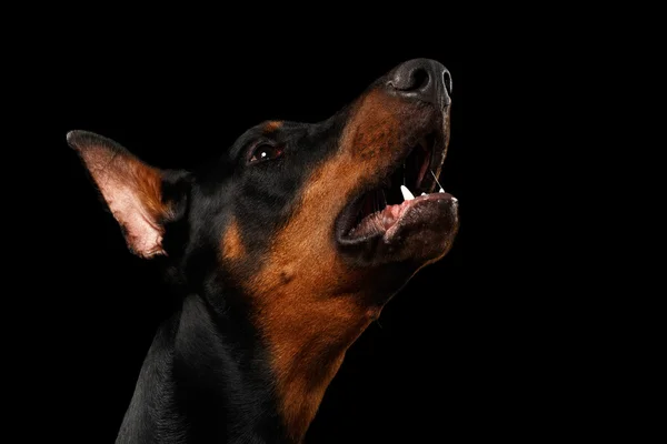 Vértes portréja üvöltve Doberman Pinscher kutya a elszigetelt fekete — Stock Fotó