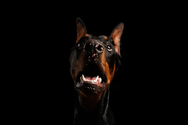 Крупный план Смешной доберман Собака с пасхальной конфеткой на носу, изолированные — стоковое фото