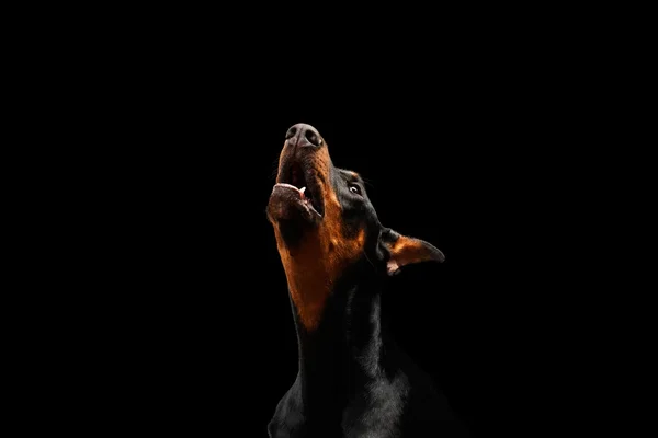 Gros portrait de Doberman Pinscher Chien hurlant sur noir isolé — Photo