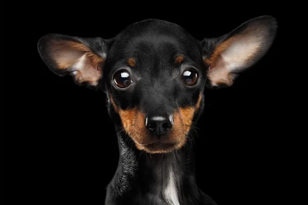 Primer plano tristemente juguete terrier cachorro mirando en cámara, negro aislado —  Fotos de Stock