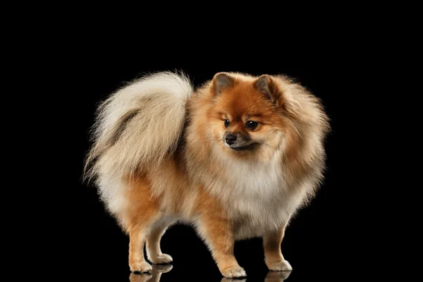 Fluffy lindo rojo pomeranian spitz perro de pie aislado en negro —  Fotos de Stock