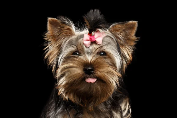 Gros plan portrait heureux yorkshire terrier chiot montrant la langue, isolé noir — Photo