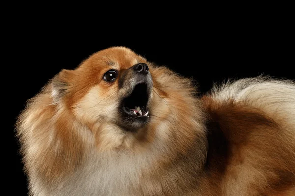 Primer plano Barking Red Pomeranian Spitz Dog, fondo negro aislado —  Fotos de Stock