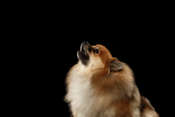 Closeup Red Pomeranian Spitz Dog howls isolated on Black Background — Stock Photo, Image