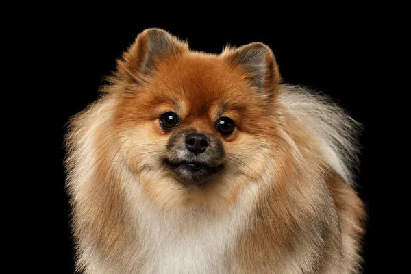 Closeup Fluffy Pomeranian Spitz Dog Olhando para Câmera, Preto isolado — Fotografia de Stock