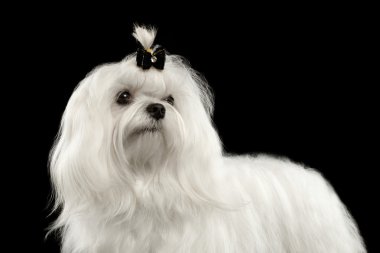 Closeup ciddi beyaz Malta köpek arıyorum içinde fotoğraf makinesi siyah izole 