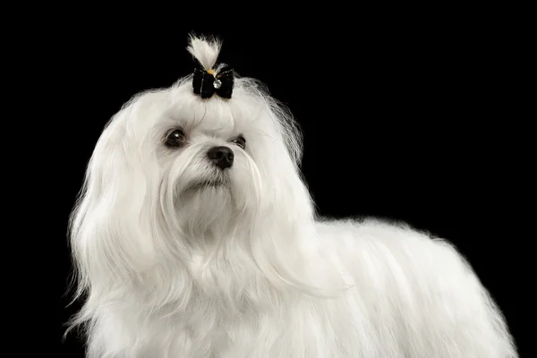 Closeup Serious White Maltese Dog Looking in Camera isolated Black — Stock Photo, Image