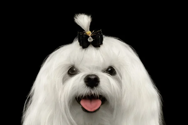 Closeup feliz branco maltês cão olhando na câmera isolado preto — Fotografia de Stock