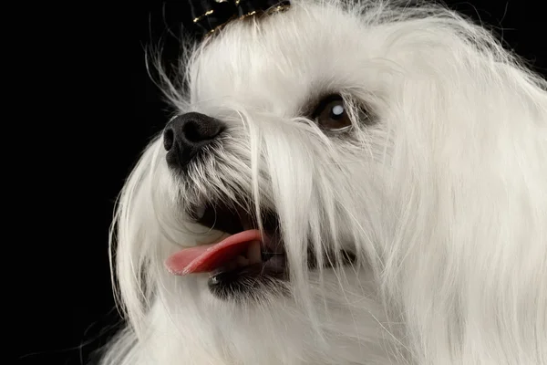 Closeup Sorrindo Branco Maltês Cão Olhando para cima isolado em Preto — Fotografia de Stock