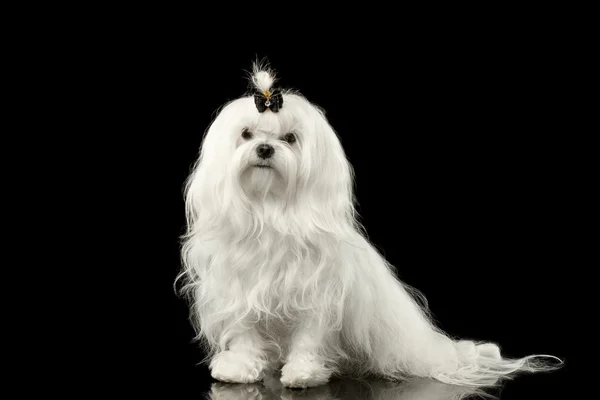 Serious White Maltese Dog Sitting, Looking in Camera Black isolated Stock Photo