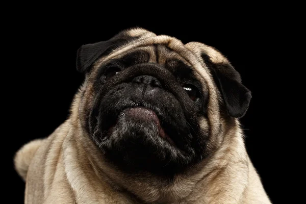 Närbild uppmärksamt mops hunden nyfiken titta upp, svart isolerade bakgrund — Stockfoto