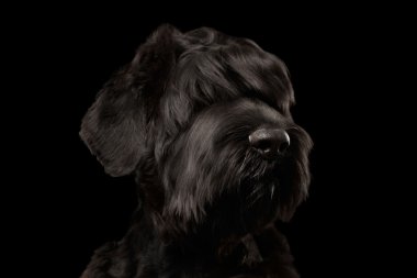 Closeup büyük Rus siyah Terrier köpek izole kamera, seyir