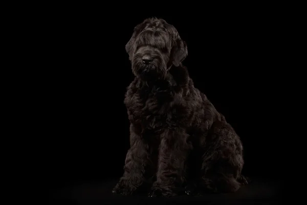 Μεγάλη ρωσική μαύρο τεριέ σκυλί κάθεται σε απομονωμένες φόντο — Φωτογραφία Αρχείου