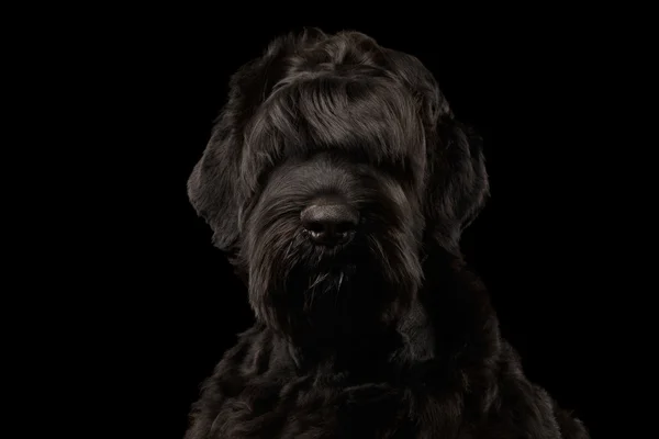 Closeup μεγάλη ρωσική τεριέ μαύρο σκυλί ψάχνει κεκλεισμένων των θυρών, απομονωμένο — Φωτογραφία Αρχείου