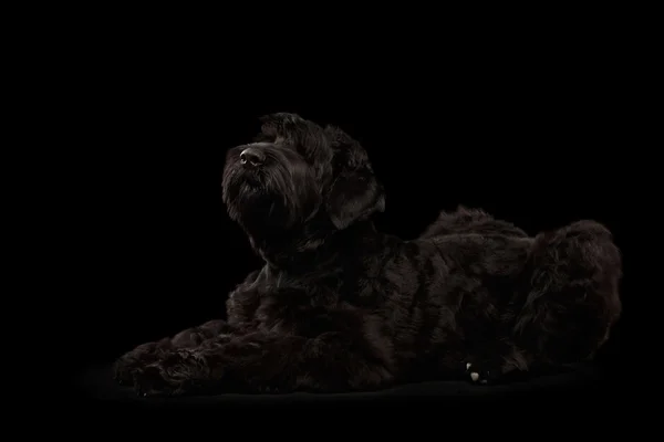 Perro terrier negro ruso grande acostado, mirando hacia arriba, fondo aislado — Foto de Stock