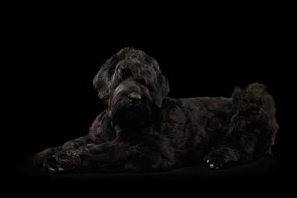 Μεγάλη ρωσική μαύρο τεριέ σκυλί που βρίσκονται σε απομονωμένες φόντο — Φωτογραφία Αρχείου