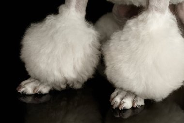 Bakımlı Closeup beyaz kaniş köpek izole siyah arka Paws