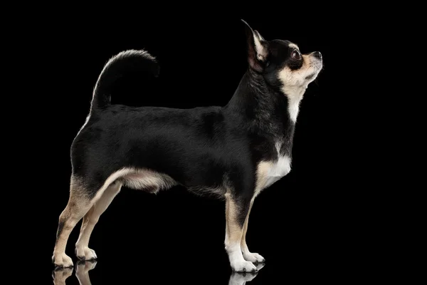 Lindo chihuahua cão de pé e olhando para cima, preto isolado fundo — Fotografia de Stock