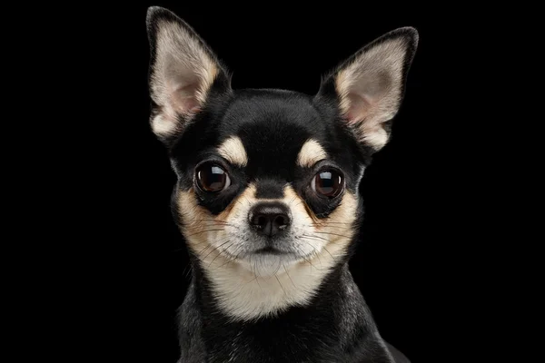 Vértes portré Chihuahua dog-kék háttér — Stock Fotó