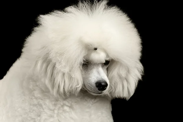 Closeup White Poodle Dog guiltily abaixou a cabeça Isolado em Preto — Fotografia de Stock