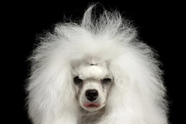 Closeup Weeping Poodle Dog Squinting Looking in Camera, Isolated Black — Stock Photo, Image