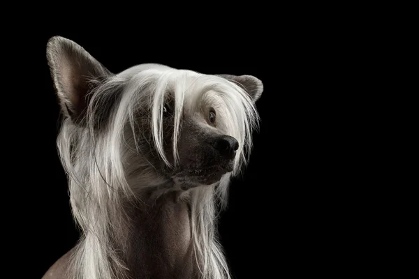 Närbild kinesisk nakenhund hund titta upp, isolerade svart bakgrund — Stockfoto