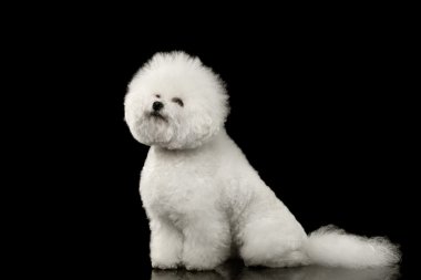 Safkan beyaz Bichon Frise köpek izole siyah bakarak otururken, 