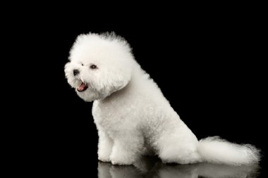 Beyaz Bichon Frise köpek oturan sürpriz ağzını açtı, siyah izole