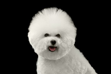 Closeup mutlu beyaz Bichon Frise köpek, izole siyah arka plan