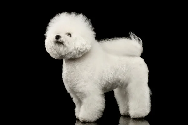 Purebred white Bichon Frise Dog Standing, Looking up isolated Black — Stock Photo, Image