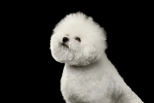 Nahaufnahme reinrassiger weißer Bichon Frise Hund, stolz, isoliert auf schwarz — Stockfoto