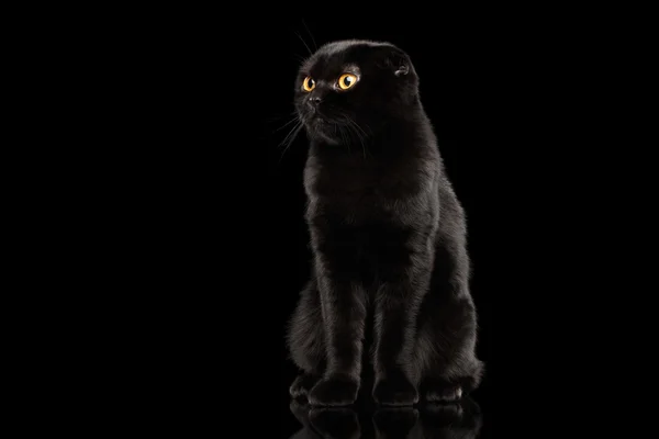 Scottish Fold Cat with Yellow eyes Sitting, Isolated on Black — Stock Photo, Image