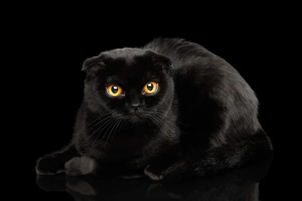 Scottish Fold Cat with Yellow eyes Isolated on Black — Stock Photo, Image