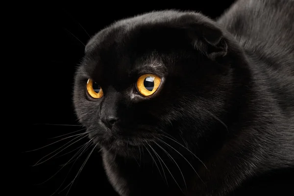 Επικεφαλής closeup της Scottish Διπλώνετε γάτα, απομονώνονται σε μαύρο — Φωτογραφία Αρχείου