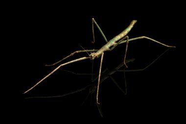 Annam Stick Insect - Baculum extradentata isolated on Black clipart