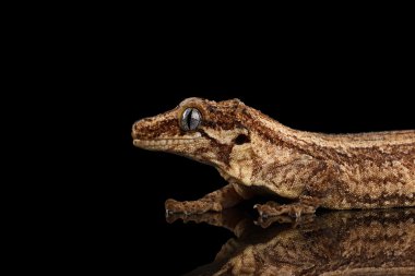 Closeup Gargoyle Gecko, göl kenarında siyah arka plan üzerine bakarak Rhacodactylus auriculatus