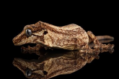 Closeup Gargoyle Gecko, göl kenarında siyah arka plan üzerine bakarak Rhacodactylus auriculatus