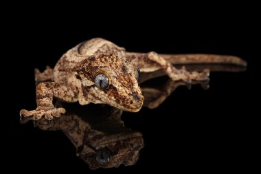 Çirkin yaratık Gecko, göl kenarında siyah arka plan üzerine bakarak Rhacodactylus auriculatus