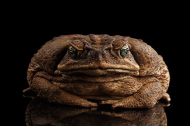 Kamışı kurbağa - Bufo marinus, dev neotropical, deniz kurbağa izole siyah