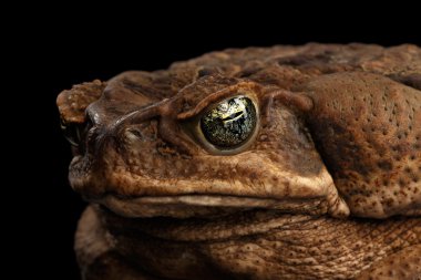 Closeup kamışı kurbağa - Bufo marinus, dev neotropical, deniz, izole siyah