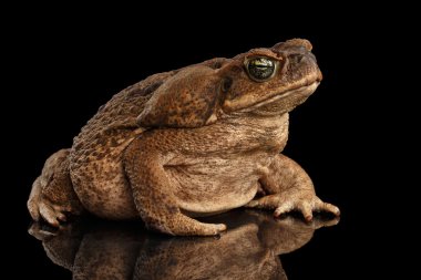 Baston kurbağa - Bufo marinus, dev neotropical, deniz, izole siyah