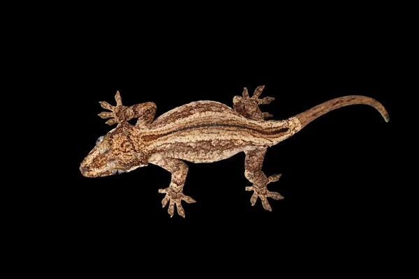 Vista superior de Gargoyle Gecko, Rhacodactylus auriculatus olhando isolado preto — Fotografia de Stock