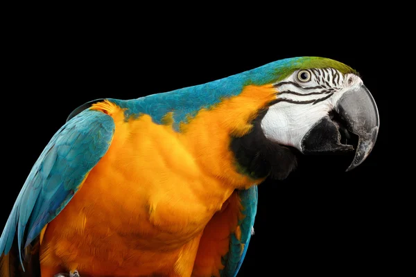 Крупним планом синьо-жовтий ара папуга обличчя ізольовані на чорному — стокове фото