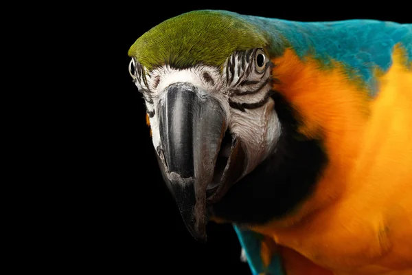 Cara de loro guacamayo azul y amarillo de primer plano aislada en negro —  Fotos de Stock