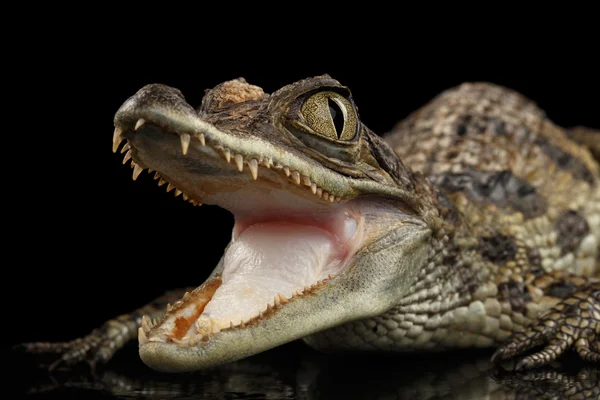 Nahaufnahme junges Kaimaninkrokodil, Reptil mit geöffnetem Maul isoliert schwarz — Stockfoto