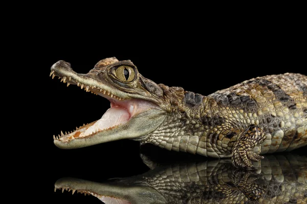 Nahaufnahme junges Kaimaninkrokodil, Reptil mit geöffnetem Maul isoliert schwarz — Stockfoto