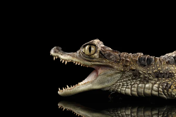 Крупный план Молодой Кайман Крокодил, Рептилия с открытым ртом Изолированный черный — стоковое фото